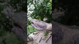 Download lagu Nagina Hd film seen#nagin #shorts #viral #comedy #short mp3 Download lagu Nagina Hd film seen#nagin #shorts #viral #comedy #short mp3