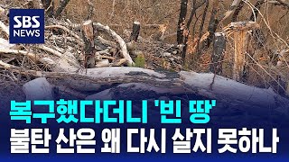 복구했다더니 '빈 땅'..불탄 산은 왜 다시 살지 못하나 / SBS
