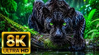 🦋 BEAUTIFUL WILDLIFE 8K ULTRA HD (60FPS) – Journey Through Nature's Wonders