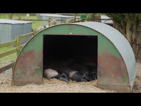 Easton Farm Park long