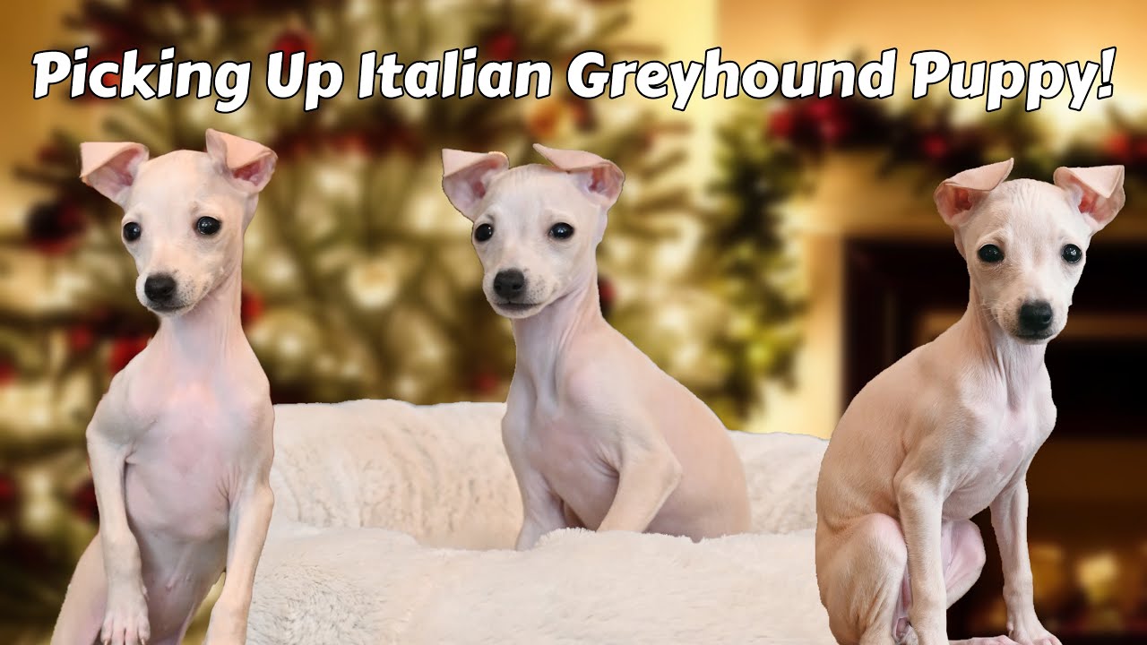 How big are Italian greyhound puppies? EN General