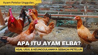 Download lagu What is ELBA Chicken and its Origin, Why are its Eggs Considered to be Country Chicken? mp3 Download lagu What is ELBA Chicken and its Origin, Why are its Eggs Considered to be Country Chicken? mp3