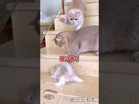 短気なパパ猫と子供が大事なママ猫❤️ #shortvideo #元気になる動画 #夫婦