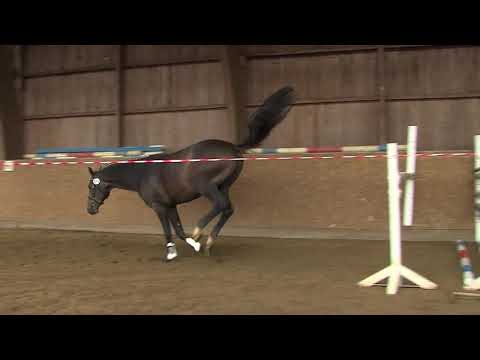 29. Mecklenburger Körtage - Kat.Nr. 42 Hengst v Camaro