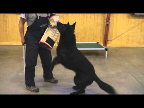 Beautiful Black German Shepherd "Tiberius" Obedience Protection Training Home K9 Executive