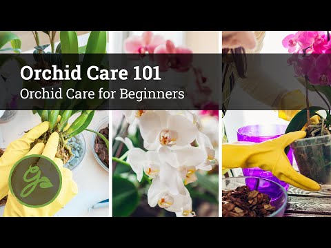 Orchid Care Made Simple / Orchid Care for Beginners