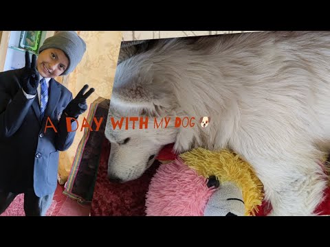 A day with my dog #ricco