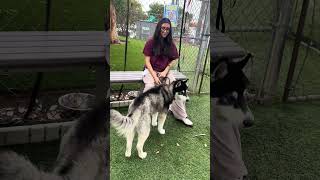 Video preview image #1 Siberian Husky Puppy For Sale in Pasadena, CA, USA