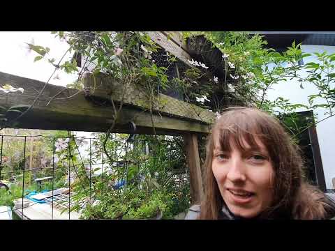 Clematis Montana Rubens | Haltung, Pflege, Standort