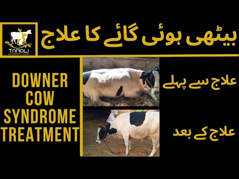 Downer Cow Syndrome Treatmentll Sitting Cow Treatment|| Animal Cured Success With Dr's Dedication.
