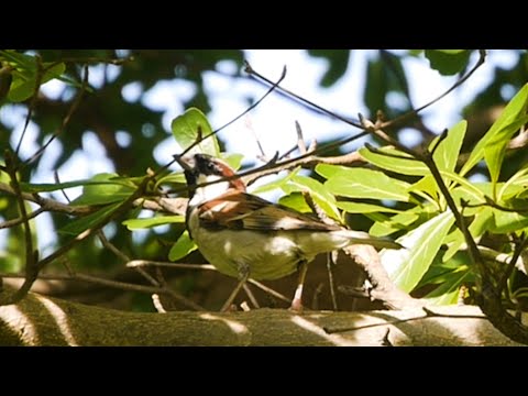 Bird chirping | Bird watching for relax | Bird watching video for cat | Bird watching film EP 3