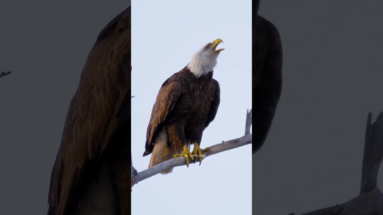 Bald eagle vocalization and territorial behavior analysis – Fast Facts and Field Notes