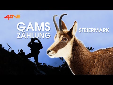 Positive Entwicklung: Unterwegs für die Gamszählung in der Steiermark TEIL 1