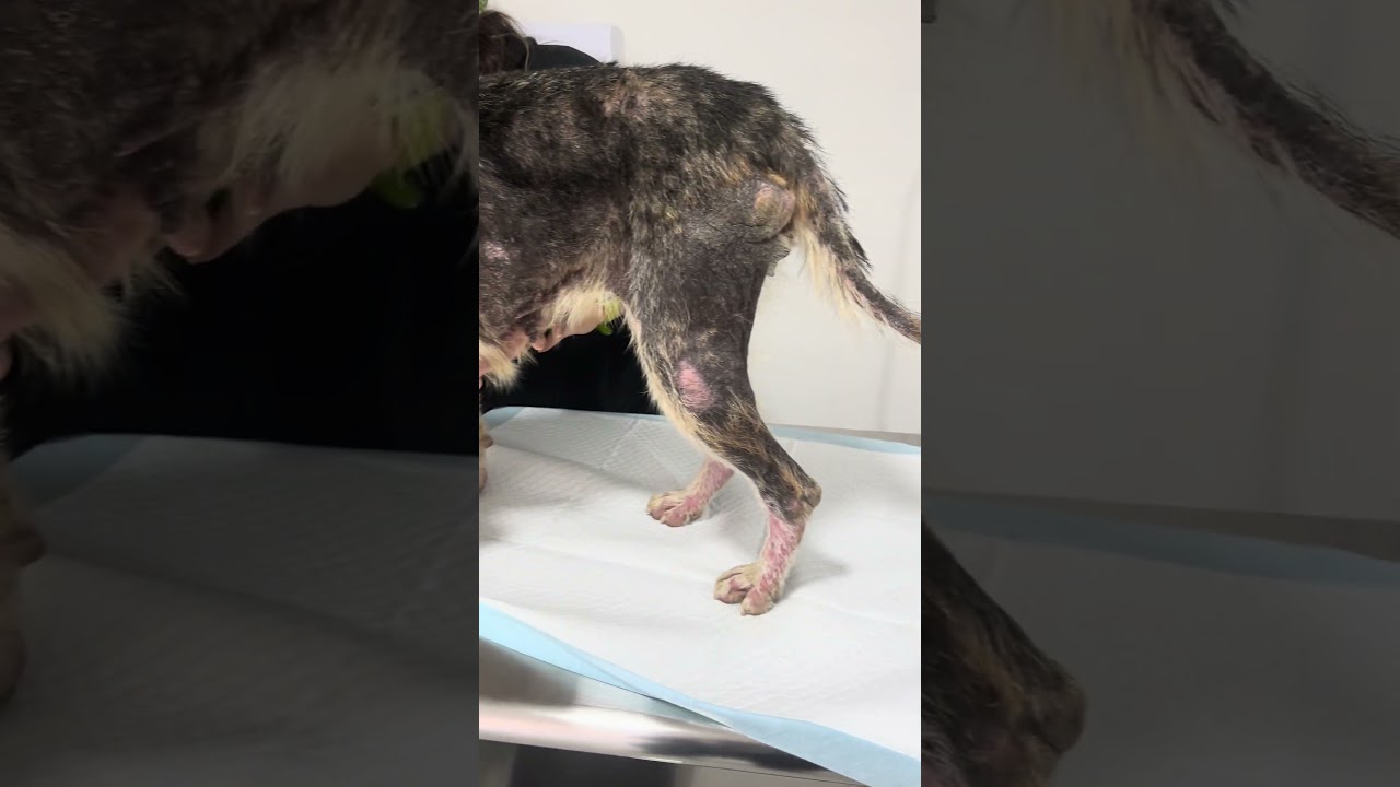 Enlarge Iris, a ADOPTABLE mixed breed in Encinitas, CA video 4/5