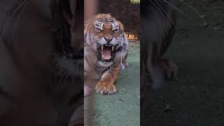 먹이를 먹을 때는 존중을 좀 해줘라..