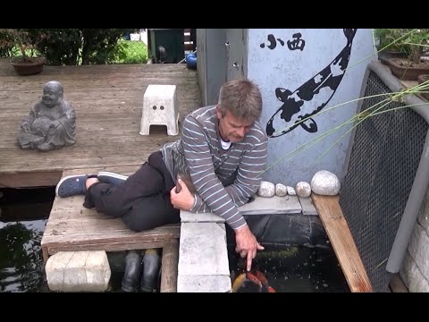 Koi 2020-2 - Tosai - Teil 2 - Karashigoi, Ochiba, Goshiki, Kohaku - die ersten Monate im Miniteich