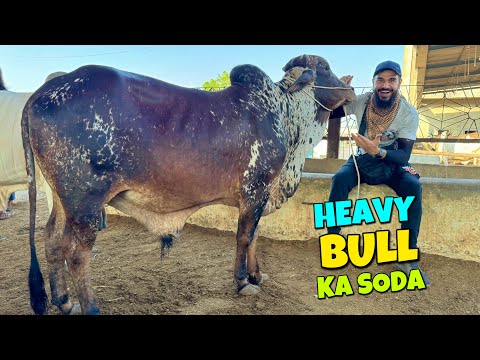 VIP janwar ka soda kar lia 😍🐂 kon si mandi se lia ?