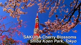 preview picture of video 'SAKURA Cherry Blossoms Shiba Koen Park, Tokyo 芝公園の桜 #sakura #JPN #東京タワー'