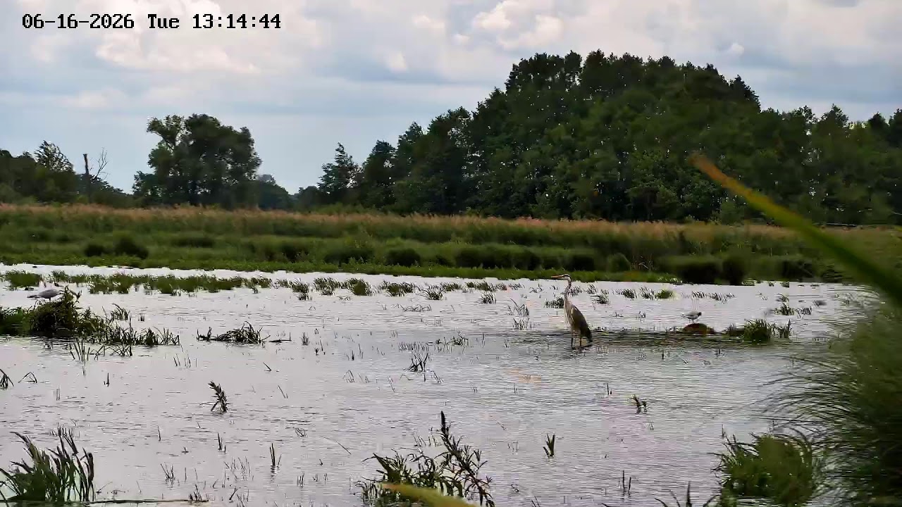Live webcam view of Aves silvestres en Bagno Bubnów
