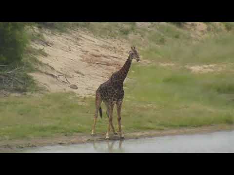 Djuma: Lone Giraffe feeds and gets drink of water - 02/04/19