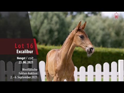 Fohlen-Auktion Lot 16 Excalibur Hengst v. Escola - Enzo Ferrari