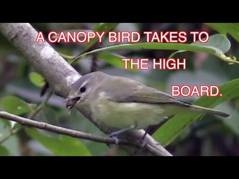 Vireo spevavý (Vireo gilvus) — správanie, biotop a hlas