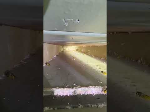 Ultimate Pest Control video.
