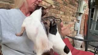 Video preview image #1 Chihuahua-Unknown Mix Puppy For Sale in Boonton, NJ, USA