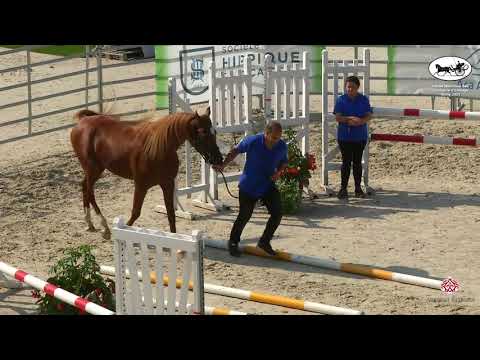 Finale Nationale des Concours d'Elevage   Vichy 2021   EPREUVE 6