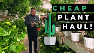CHEAP PLANT HAUL! - House Plant Shopping in Los Angeles - Plants from Downtown L.A. Flower Market