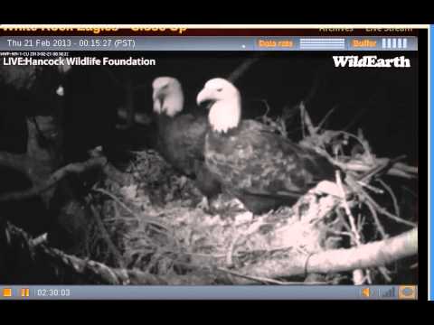 2013 Feb 21 Eagles in at 1212am