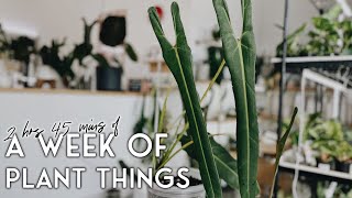 almost three hours of a week of plant things #18 - seeing my two dream plants in person 🤩