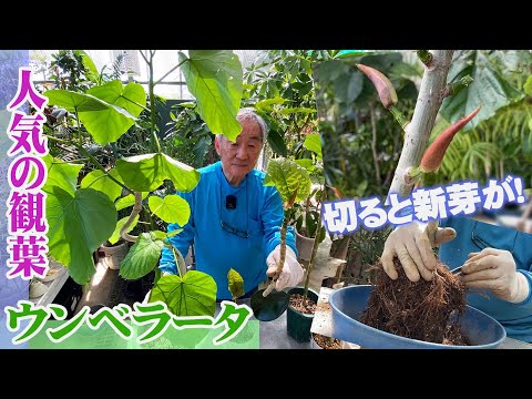 園芸 フィカスの植え付けと世話
