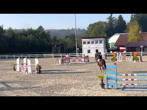 CAMPARI SODA (6yo Stallion by Crumble) 09.21 Lamprechtshausen - 115 cm