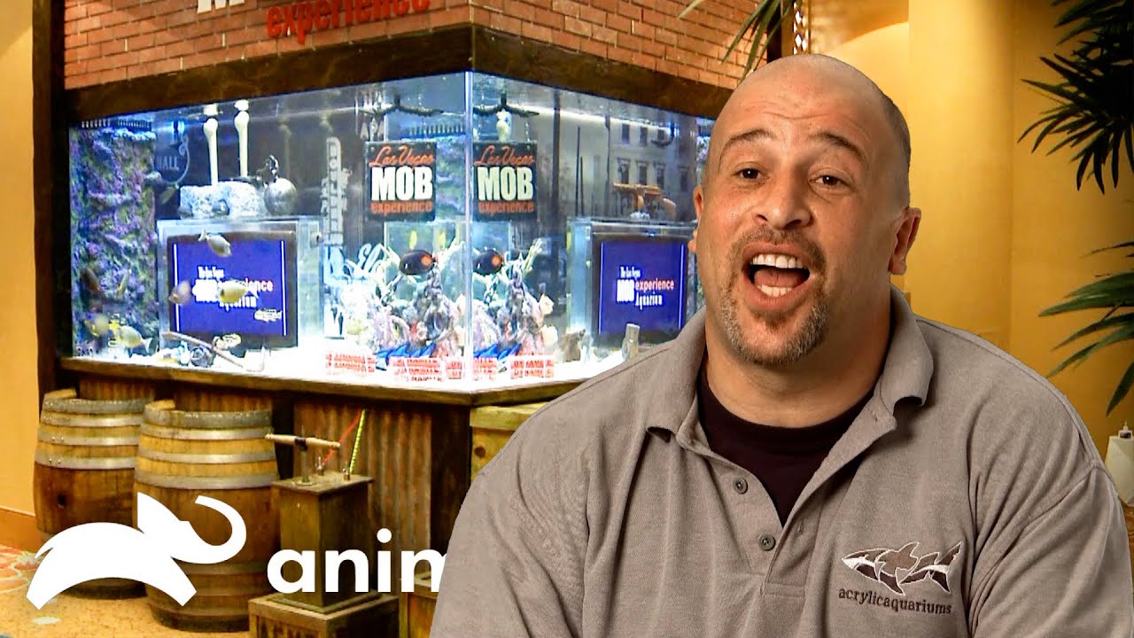 The Absolute CRAZIEST Tanks of SEASON 1 | Tanked | Animal Planet