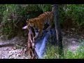 Tiger Cub's first Kill | David Attenborough | Tiger | Spy in the Jungle | BBC Earth