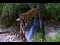 Tiger Cub S First Kill David Attenborough Tiger Spy In The Jungle BBC Earth