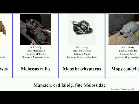 Mamach, ord Ialtóg, fine Molossidae chaerephon mops eumops mormopterus major rufus mammal midas