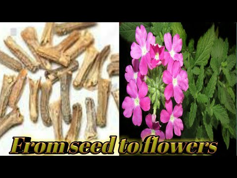 How to grow verbena flowers  from seeds. With 5 months results. My home garden.