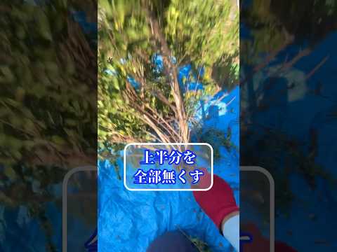 ツゲの木の侵入を 3 つのステップで排除する トピックス