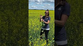 How to Determine Optimal Fungicide Timing in Canola