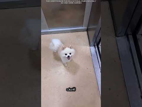 لم يتمكن هذا الكلب الصغير من العثور على صاحبه 😱