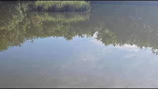 Feeding the Huge Catfish
