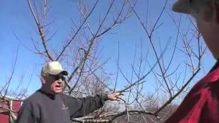 preview picture of video 'Pruning Your Home Peach Tree'