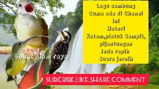 Download lagu MASTERAN MURAI MATERI SAMBUNG KAPASTEMBAK,PLATUK SAMPIT DAN PIJANTUNG mp3