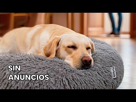 12 Horas de Música Relajante para Perros con Ansiedad por Separación (para cuando te vas de casa)