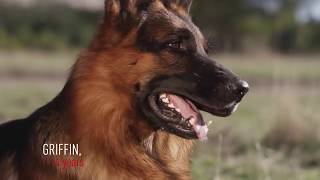 ROYAL CANIN - Making a better world for pets