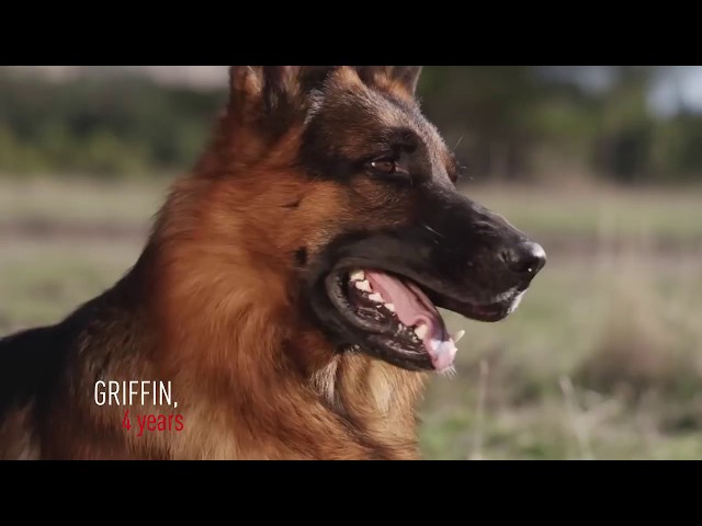 Royal Canin Brand