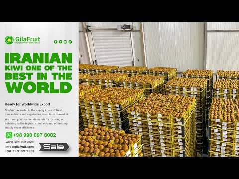 Iranian kiwi one of the best in the world