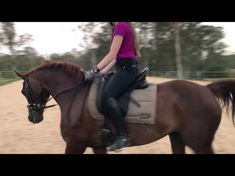 Ashante - ridden 03/12/2019